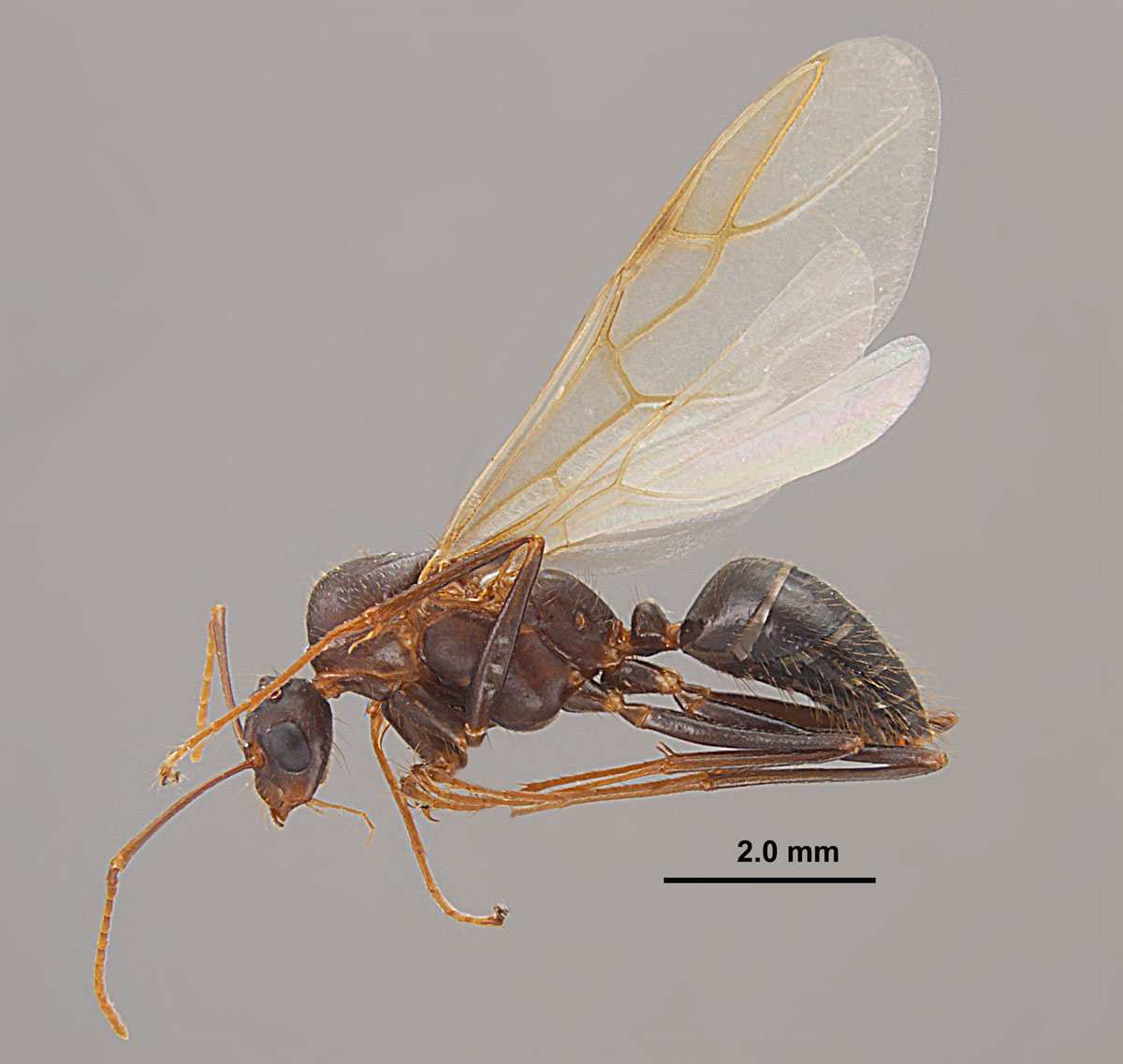 Camponotus floridanus, lateral view of a male Camponotus floridanus, lateral view of a male